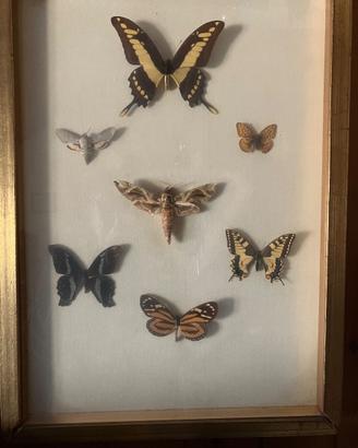 Collezione di farfalle vere