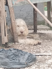 Spinone italiano