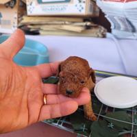 Barboncini mini toy