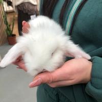 Conigli ariete mini lop