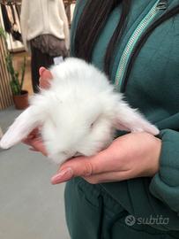 Conigli ariete mini lop