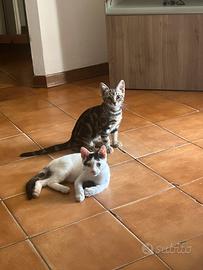 Adozione gattine 3 mesi