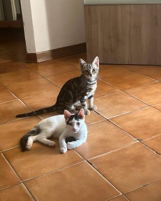 Adozione gattine 3 mesi