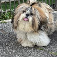 Shih tzu- maschio per monta