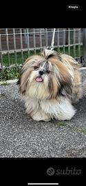 Shih tzu- maschio per monta