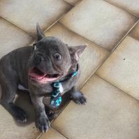Bulldog francese
