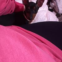 Cucciola di pinscher