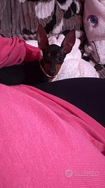 Cucciola di pinscher