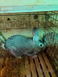 Conigli maschi grigio di carmagnola