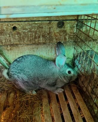 Conigli maschi grigio di carmagnola