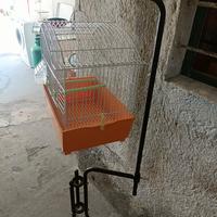 Cocorita