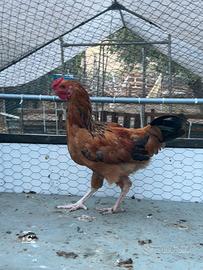 Gallo