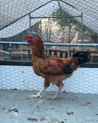 Gallo