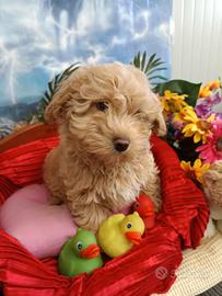 Giip e Gioop Cuccioli Maltipoo Tg. Piccola