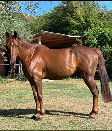 Cavallo arabo castrone- 6 anni (2020)