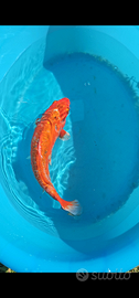 Carpa Koi