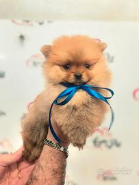 Spitz Pomerania Toy