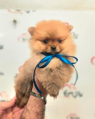 Spitz Pomerania Toy