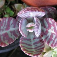 kalanchoe humilis piante grasse