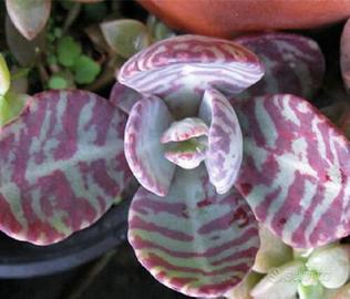 kalanchoe humilis piante grasse