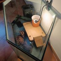 Tartarughe con acquario 220 litri