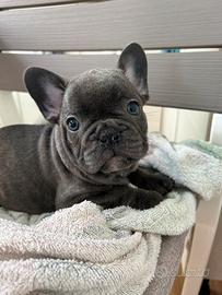 Bulldog francese cuccioli