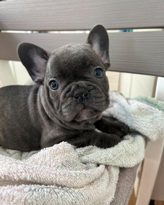 Bulldog francese cuccioli
