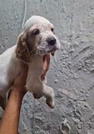 Setter inglese cucciolo