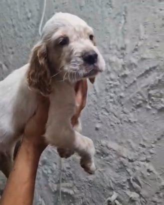 Setter inglese cucciolo