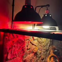 Iguana verde con terrario