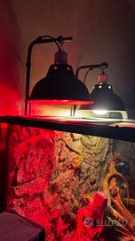 Iguana verde con terrario