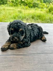 Cuccioli di barboncino toy