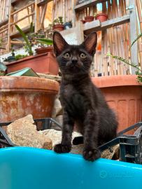 gattino in adozione 