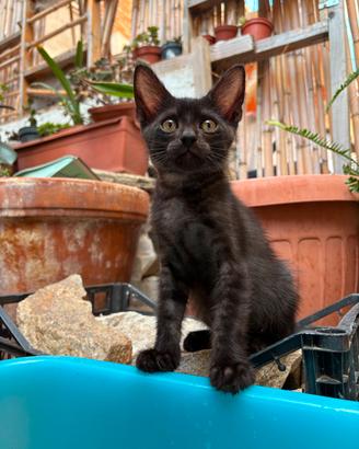 gattino in adozione 