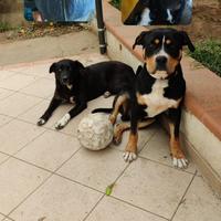Cuccioli di cane