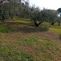 Terreno agricolo