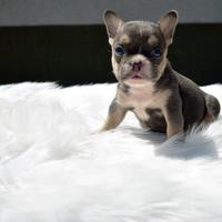 Bulldog francese blu
