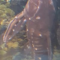 Agamyxis Pectinifrons