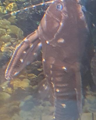 Agamyxis Pectinifrons