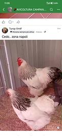 Brahma bianco Columbia