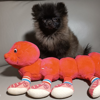 Cucciolo di pomerania maschio nero