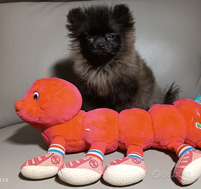 Cucciolo di pomerania maschio nero