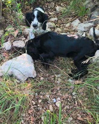 Cuccioli Cocker ta da tartufo