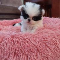 Cucciolo di razza chin con pedigree enci