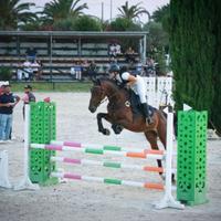 Cavallo da salto