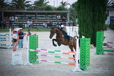 Cavallo da salto