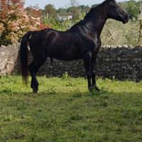 Cavallo castrone morello 12 anni