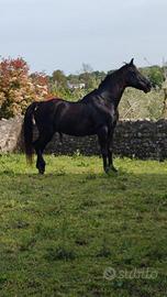 Cavallo castrone morello 12 anni