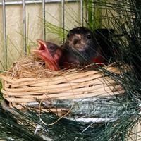 Cardinalini