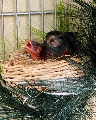 Cardinalini